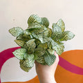 Fittonia argyroneura 'White Anne' - Sprouts of Bristol