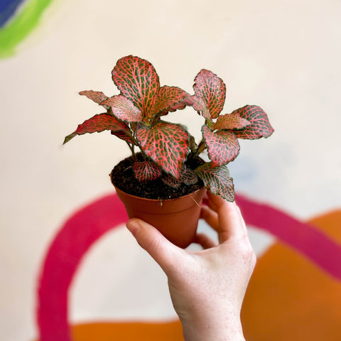 Fittonia verschaffeltii 'Josan' - Sprouts of Bristol