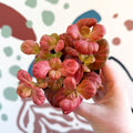 Fittonia verschaffeltii 'Pink Special' - Sprouts of Bristol