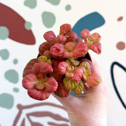 Fittonia verschaffeltii 'Pink Special' - Sprouts of Bristol
