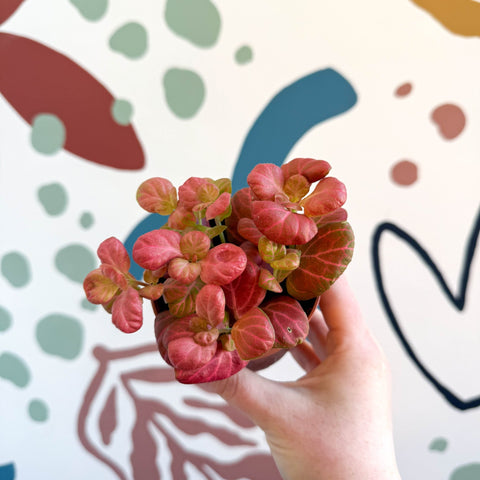 Fittonia verschaffeltii 'Pink Special' - Sprouts of Bristol