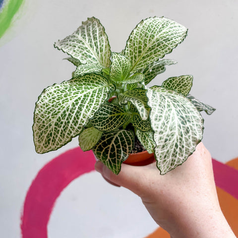 Fittonia verschaffeltii 'Purple Anne' - Sprouts of Bristol