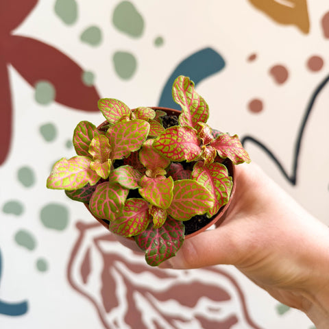 Fittonia verschaffeltii 'Skeleton' - Sprouts of Bristol