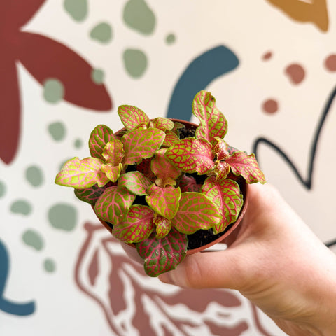 Fittonia verschaffeltii 'Skeleton' - Sprouts of Bristol