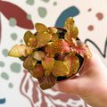 Fittonia verschaffeltii 'Skeleton' - Sprouts of Bristol