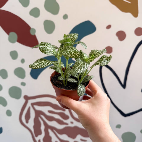 Fittonia verschaffeltii 'White Angel' - Sprouts of Bristol