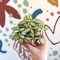 Fittonia verschaffeltii 'White Forest Flame' - Sprouts of Bristol