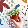 Fittonia verschaffeltii 'White Forest Flame' - Sprouts of Bristol