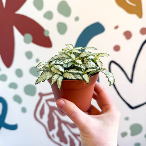 Fittonia verschaffeltii 'White Forest Flame' - Sprouts of Bristol