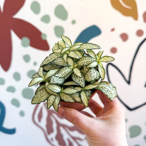Fittonia verschaffeltii 'White Forest Flame' - Sprouts of Bristol