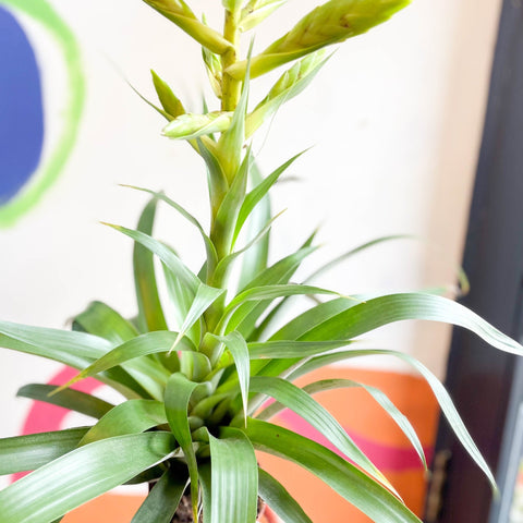 Flaming Sword Bromeliad - Tillandsia oerstediana - Sprouts of Bristol