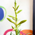 Flaming Sword Bromeliad - Tillandsia oerstediana - Sprouts of Bristol
