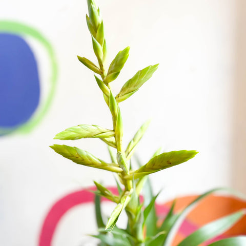 Flaming Sword Bromeliad - Tillandsia oerstediana - Sprouts of Bristol
