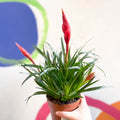 Flaming Sword Bromeliad - Vriesea 'Astrid' - Sprouts of Bristol