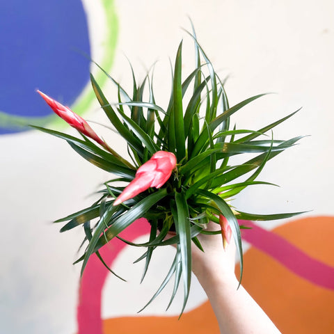 Flaming Sword Bromeliad - Vriesea 'Astrid' - Sprouts of Bristol