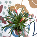 Flaming Sword Bromeliad - Vriesea 'Shannon' - Sprouts of Bristol