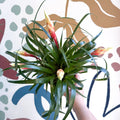 Flaming Sword Bromeliad - Vriesea 'Shannon' - Sprouts of Bristol