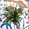 Flaming Sword Bromeliad - Vriesea 'Shannon' - Sprouts of Bristol