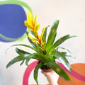 Flaming Sword Bromeliad - Vriesea 'Vision' - Sprouts of Bristol