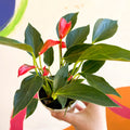 Flamingo Flower - Anthurium andraeanum 'Trillions Red' - Sprouts of Bristol