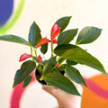 Flamingo Flower - Anthurium andraeanum 'Trillions Red' - Sprouts of Bristol