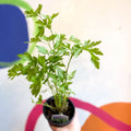 Flat Leaf Parsley - Petroselinum crispum 'Gigante d'Italia' - British Grown Culinary Herbs - Sprouts of Bristol