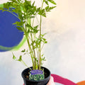 Flat Leaf Parsley - Petroselinum crispum 'Gigante d'Italia' - British Grown Culinary Herbs - Sprouts of Bristol