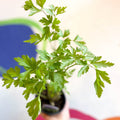Flat Leaf Parsley - Petroselinum crispum 'Gigante d'Italia' - British Grown Culinary Herbs - Sprouts of Bristol