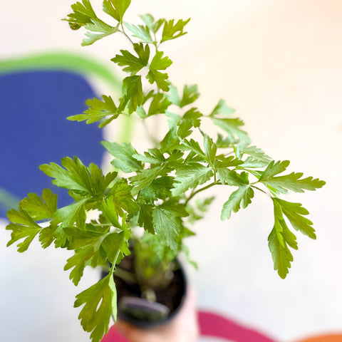 Flat Leaf Parsley - Petroselinum crispum 'Gigante d'Italia' - British Grown Culinary Herbs - Sprouts of Bristol