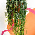 Forest Cactus - Rhipsalis floccosa - Sprouts of Bristol