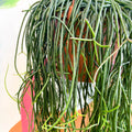 Forest Cactus - Rhipsalis floccosa - Sprouts of Bristol