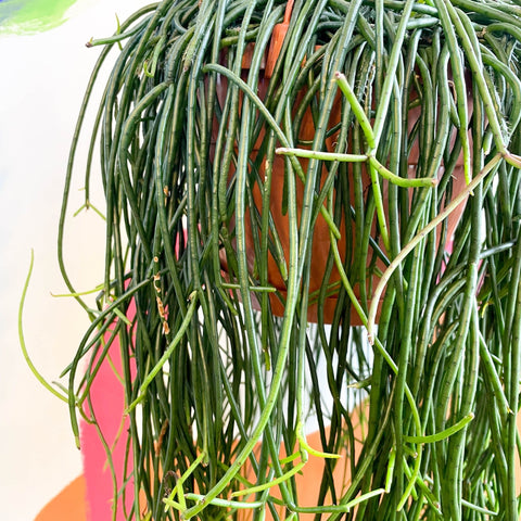 Forest Cactus - Rhipsalis floccosa - Sprouts of Bristol