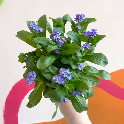 Myosotis sylvatica ‘Laura Deep Blue’ - No me olvides del bosque