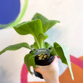 Foxgloves - Digitalis purpurea 'Dalmatian Cream' - British Grown Herbaceous Perennial - Sprouts of Bristol