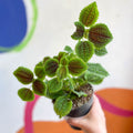 Friendship Plant - Pilea 'Moon Valley' - Sprouts of Bristol
