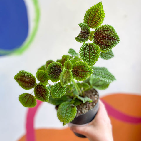 Friendship Plant - Pilea 'Moon Valley' - Sprouts of Bristol