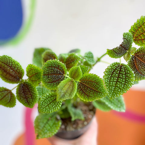 Friendship Plant - Pilea 'Moon Valley' - Sprouts of Bristol