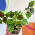 Friendship Plant - Pilea 'Moon Valley' - Sprouts of Bristol