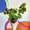 Friendship Plant - Pilea 'Moon Valley' - Sprouts of Bristol