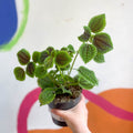 Friendship Plant - Pilea 'Moon Valley' - Sprouts of Bristol