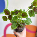 Friendship Plant - Pilea 'Moon Valley' - Sprouts of Bristol