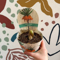 Fritillaria imperialis 'Aurora' - Orange Crown Imperial - Sprouts of Bristol