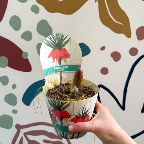 Fritillaria imperialis 'Rubra' - Scarlet Red Crown Imperial - Sprouts of Bristol