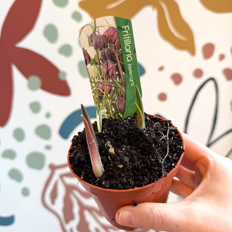 Fritillaria meleagris - Potted Snake's Head Fritillary Bulbs - Sprouts of Bristol