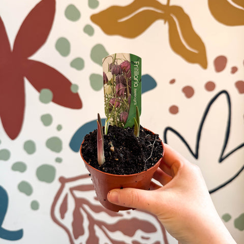 Fritillaria meleagris - Potted Snake's Head Fritillary Bulbs - Sprouts of Bristol