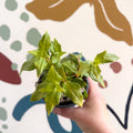 Fuchsia 'Annabelle' - Semi - trailing Fuchsia - British Grown - Sprouts of Bristol