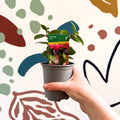 Fuchsia 'Blacky' - British Grown - Sprouts of Bristol