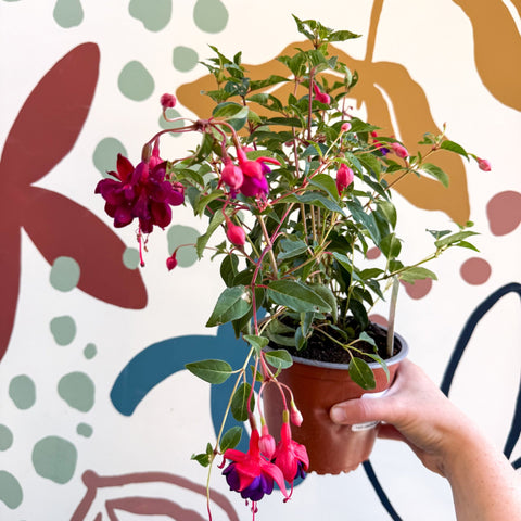 Fuchsia 'Dollar Princess' - Bush Fuchsia - British Grown - Sprouts of Bristol