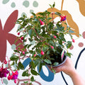 Fuchsia 'Dollar Princess' - Bush Fuchsia - British Grown - Sprouts of Bristol