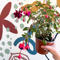 Fuchsia 'Dollar Princess' - Bush Fuchsia - British Grown - Sprouts of Bristol